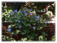 Flowers abound in Bradford, ON
