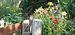 Angels in the Mums