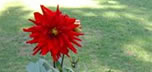 Dahlia