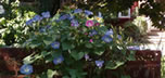 Morning glories